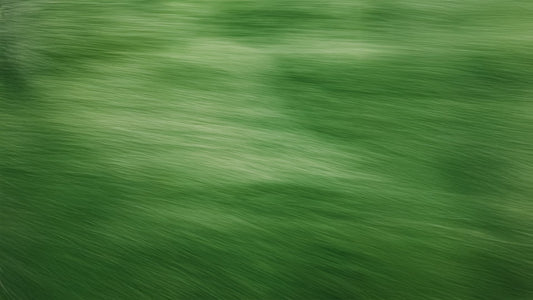Plantes Adaptogènes: l’équilibre par la nature