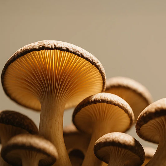 Champignons Adaptogènes – Partie 1